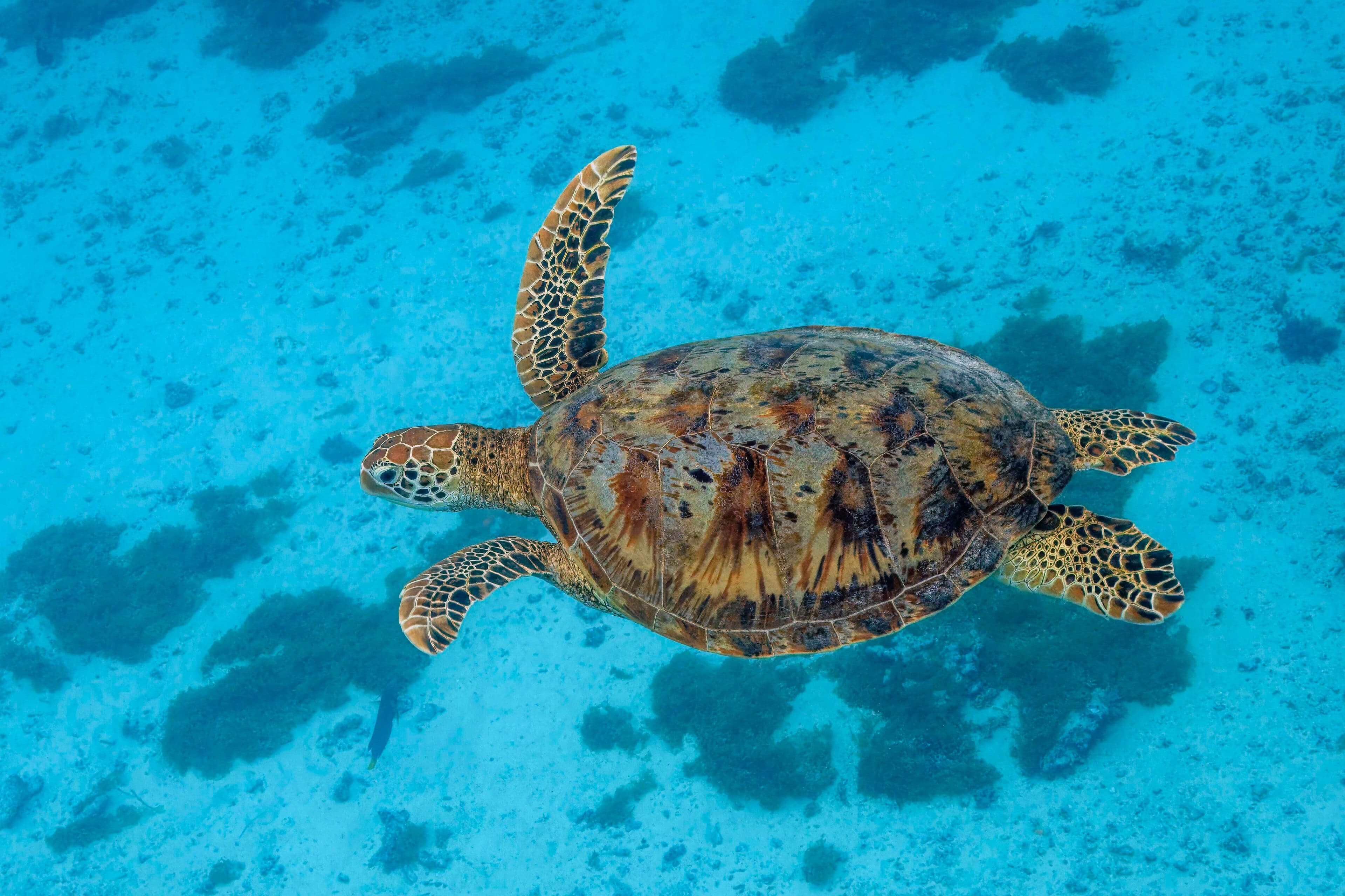 A green sea turtle gliding through clear turquoise water near a coral reef in Tonga