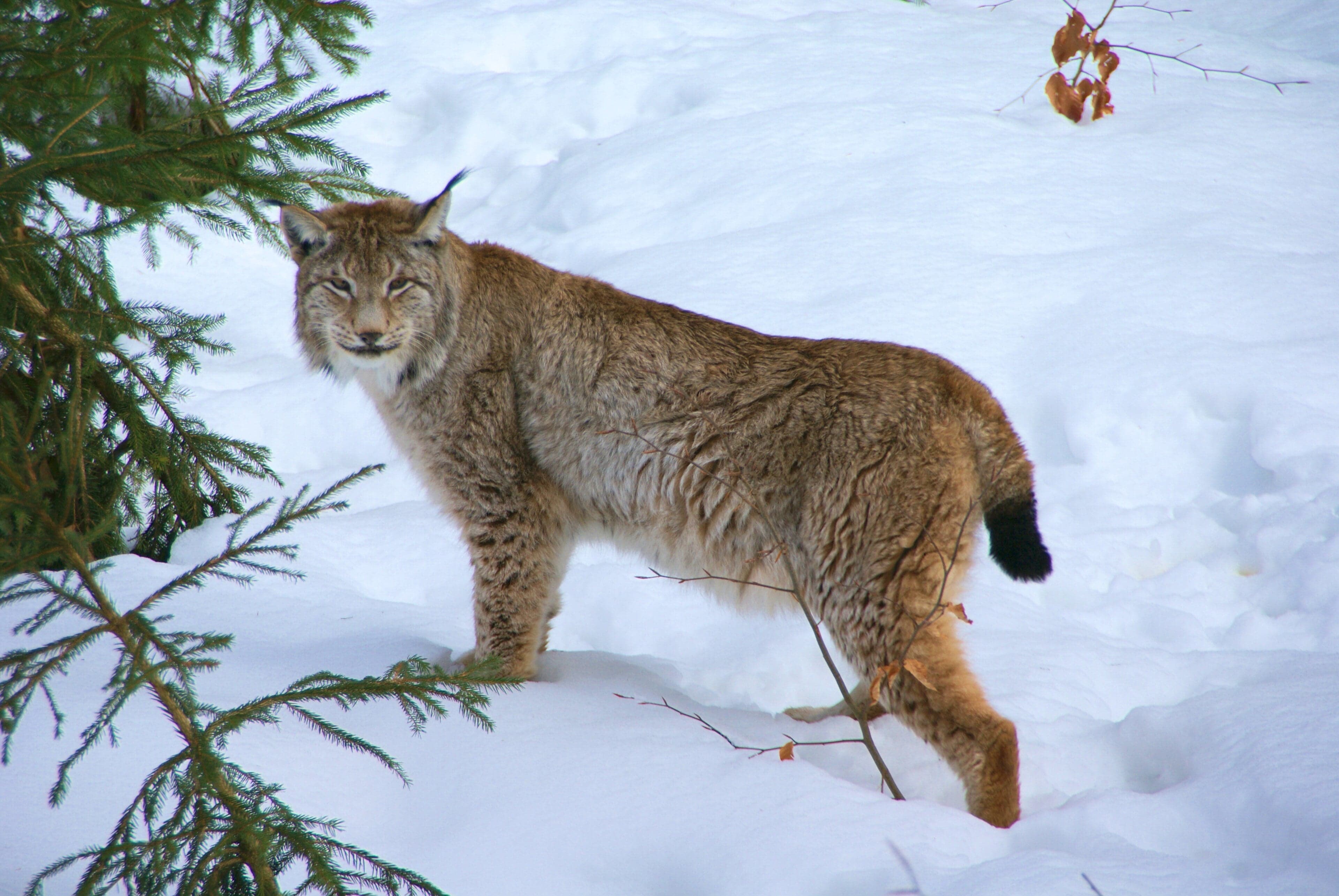 A spotted Eurasian lynx with tufted ears standing in a snowy forest