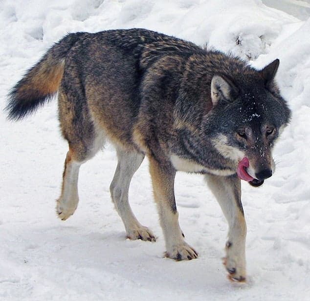 A gray wolf with thick fur looking out from a forest of birch trees