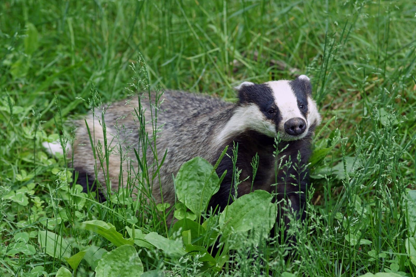 A European badger in grass, with its black and white striped face