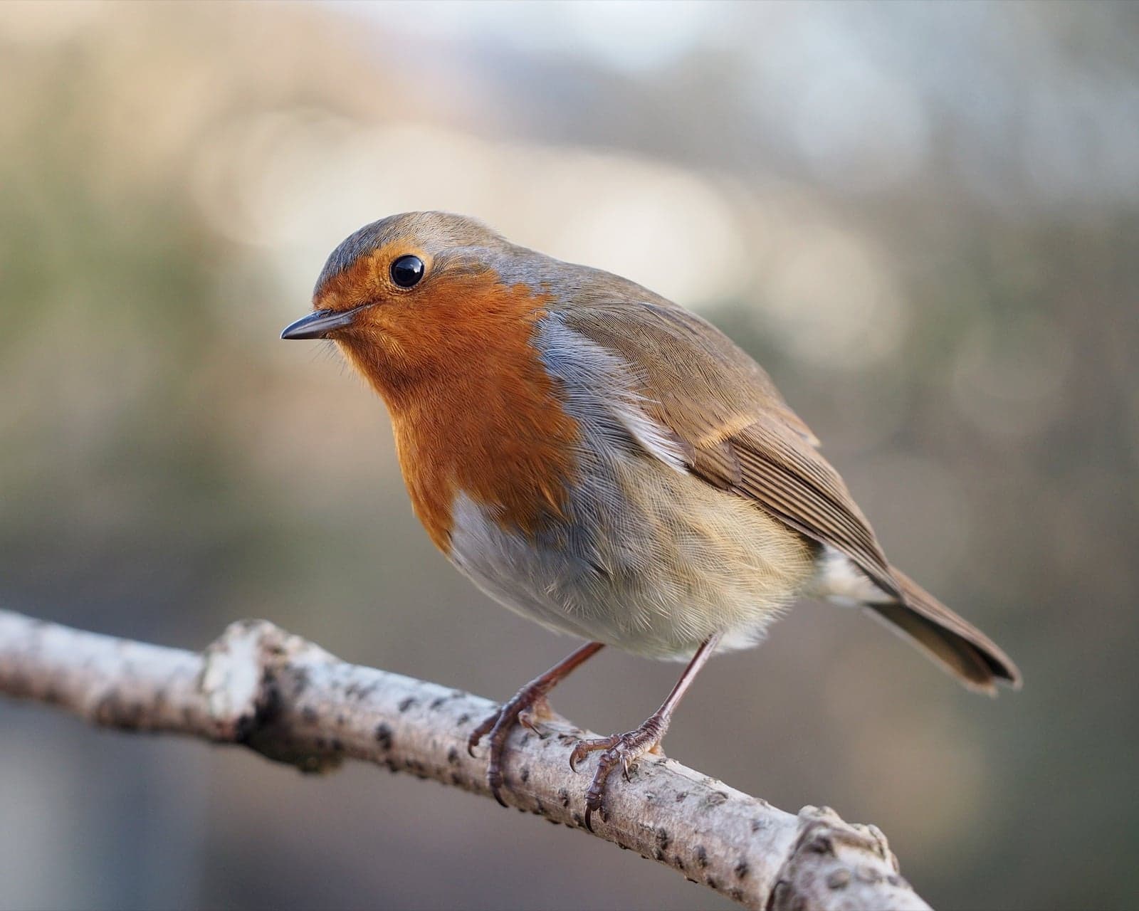 A robin redbreast perched on a branch in soft winter light