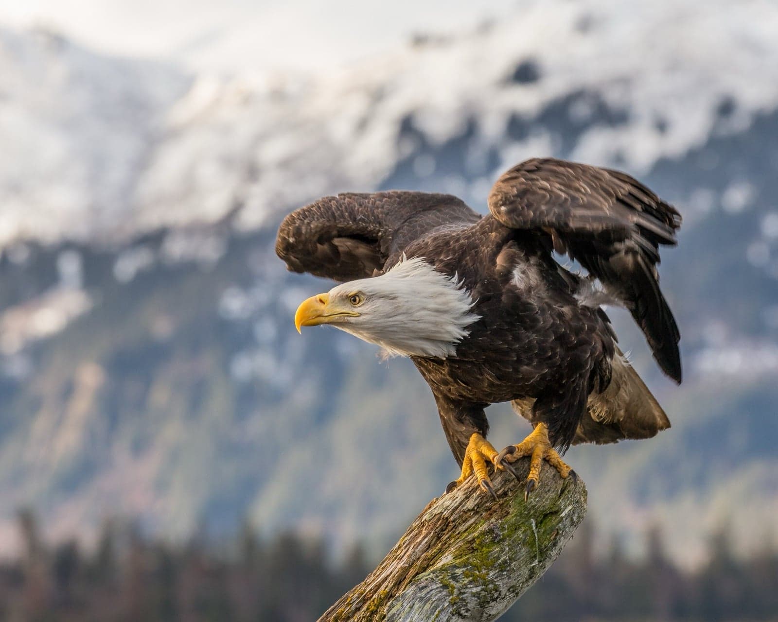 A bald eagle perched on a tree with snowy mountains behind