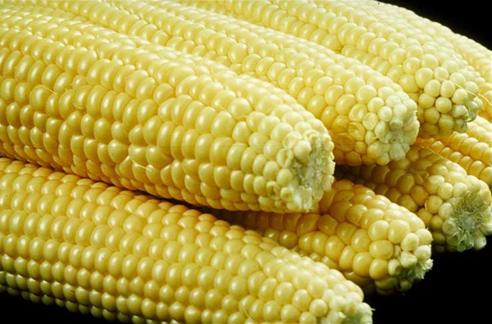 Ears of sweetcorn with bright yellow kernels