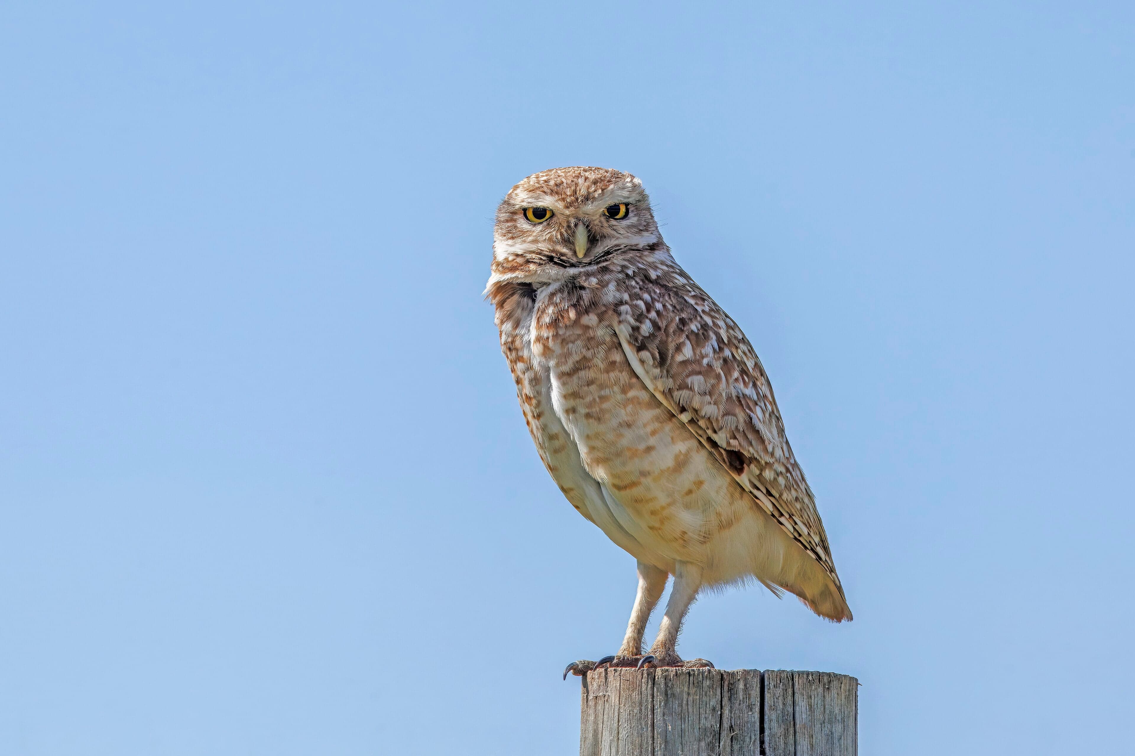 A small burrowing owl with bright yellow eyes standing at the entrance to its burrow
