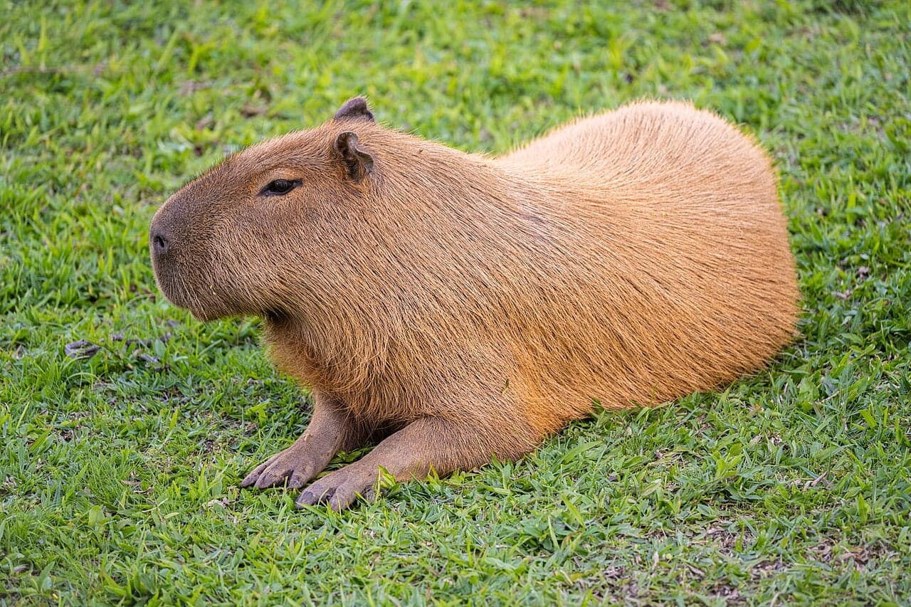 A capybara - a large brown rodent - sitting calmly in shallow water