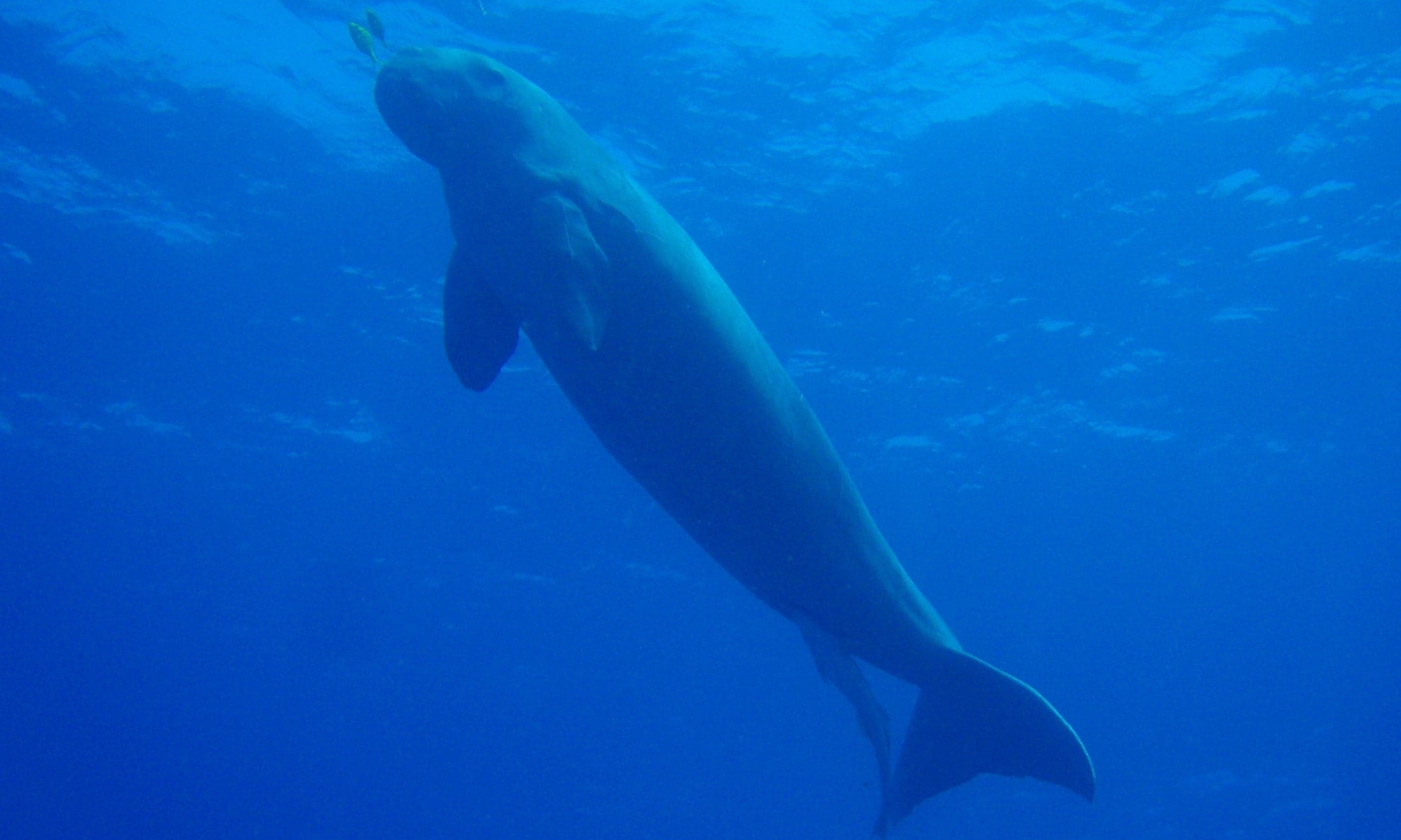 A dugong swimming slowly above a seagrass meadow in clear blue water