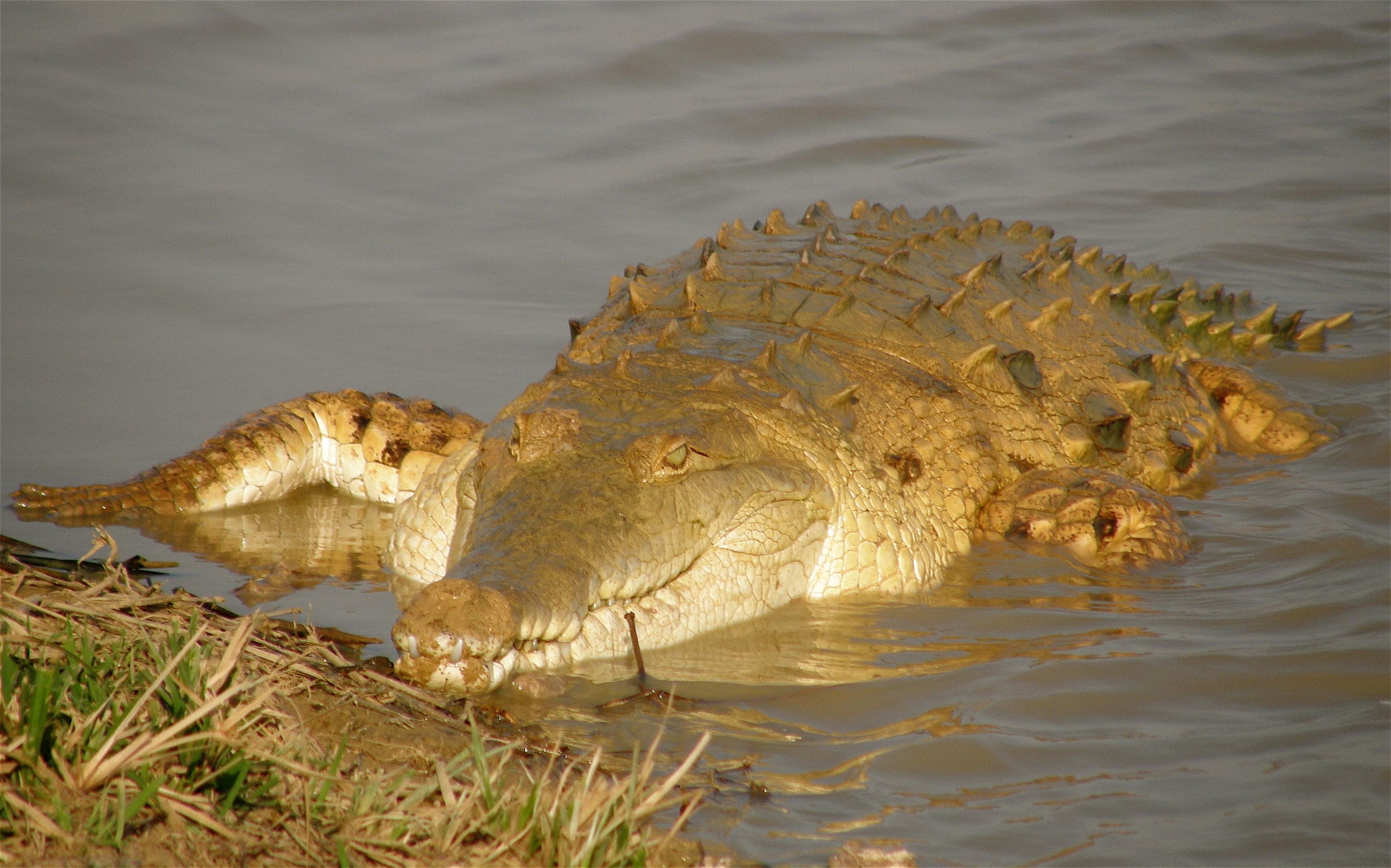 An Orinoco crocodile basking on a sandy riverbank in Venezuela
