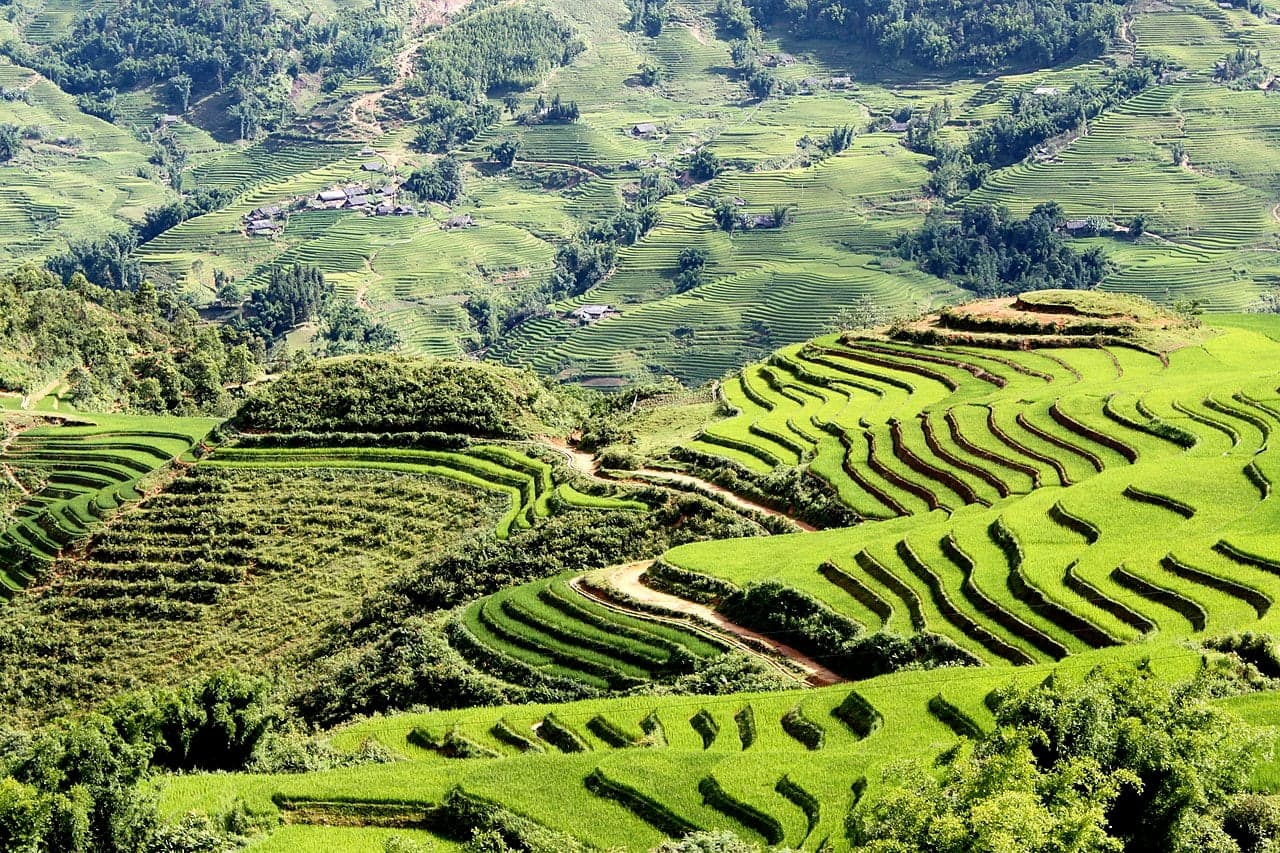 Bright green rice terraces curving down a Vietnamese hillside in Sa Pa