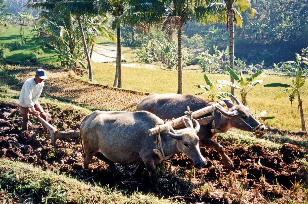 Two water buffaloes pulling a wooden plough through a flooded field, with a farmer guiding them