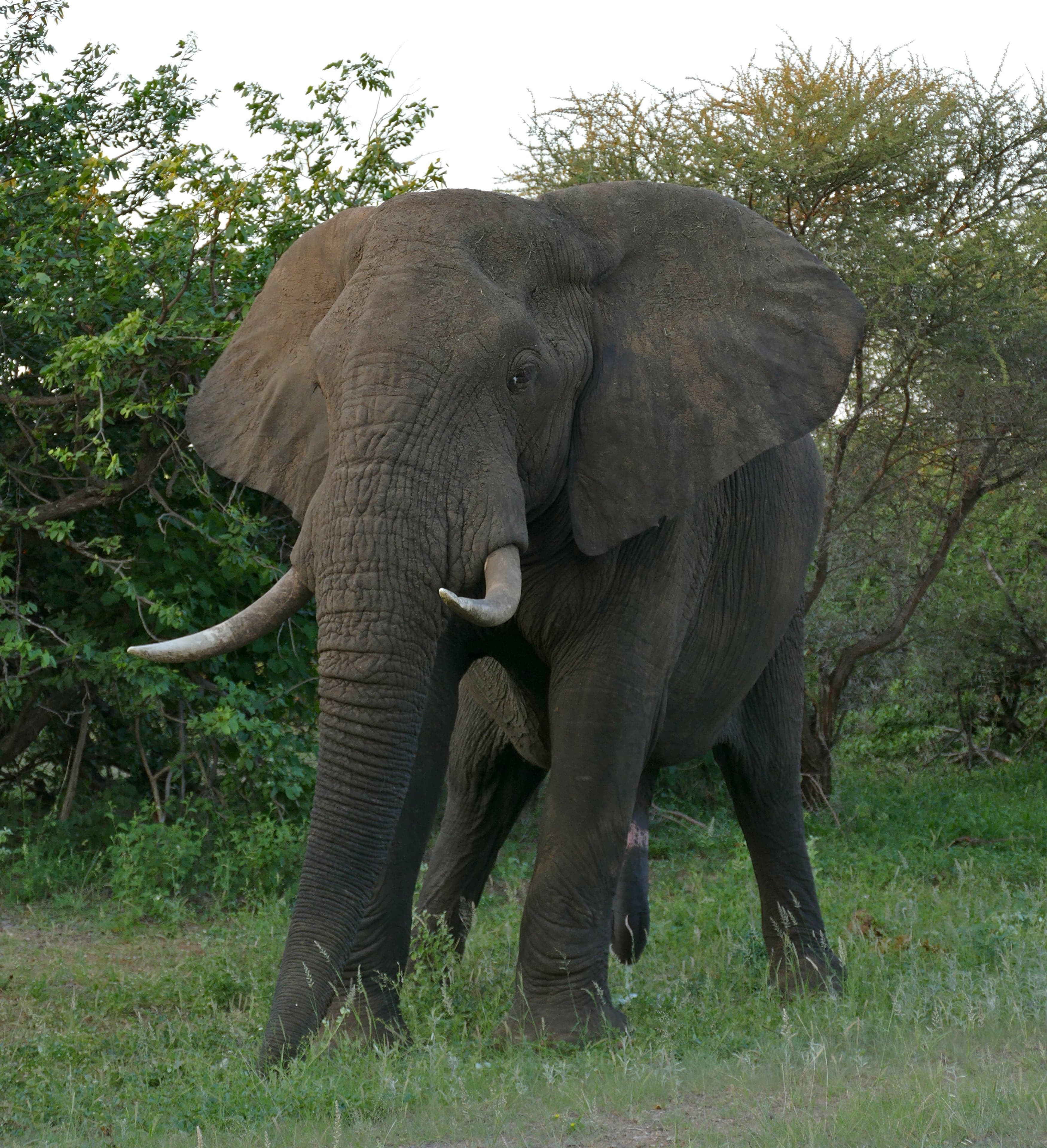 A family of African elephants walking across a dusty riverbed