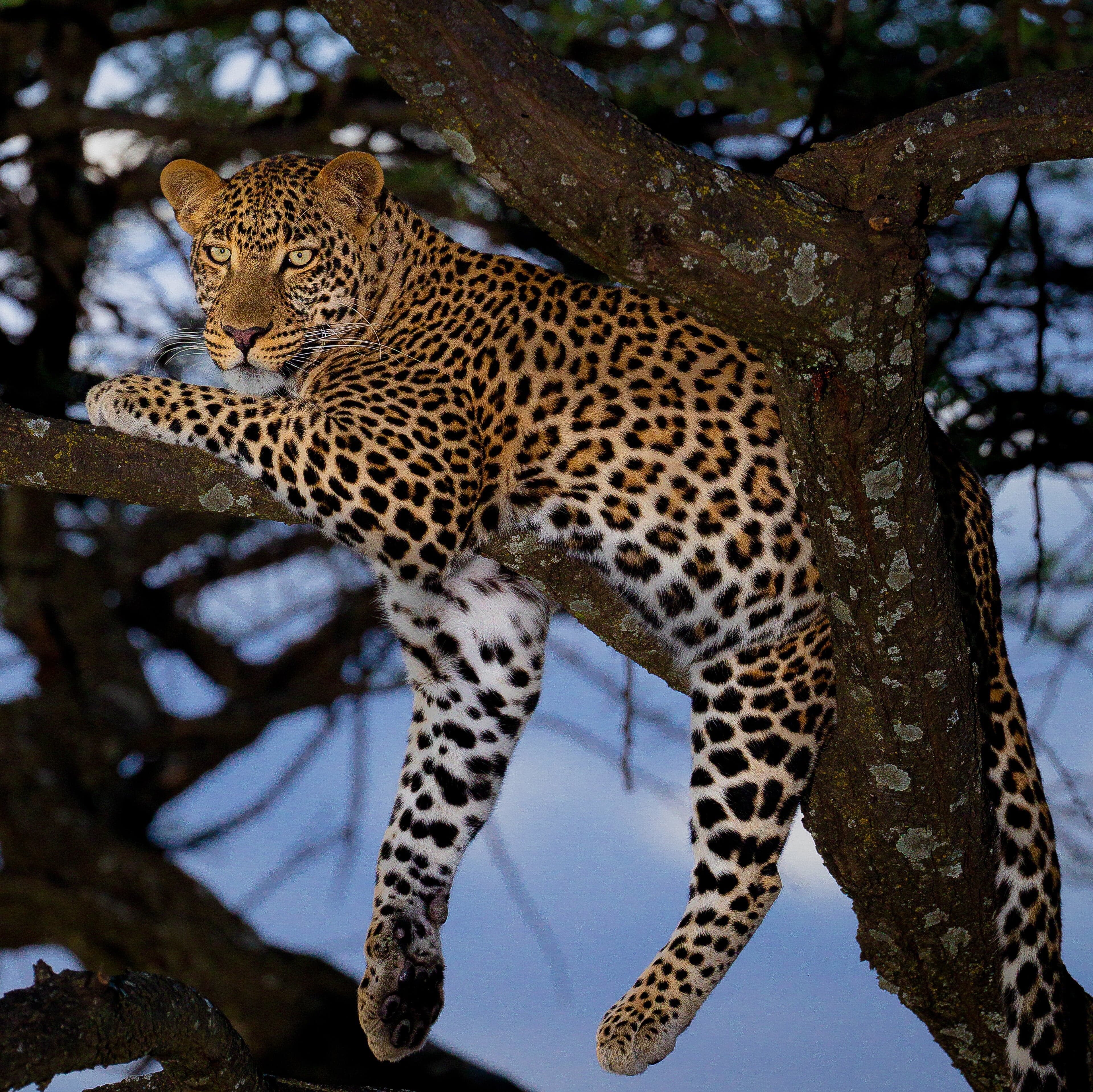 A leopard resting on a tree branch in dappled sunlight