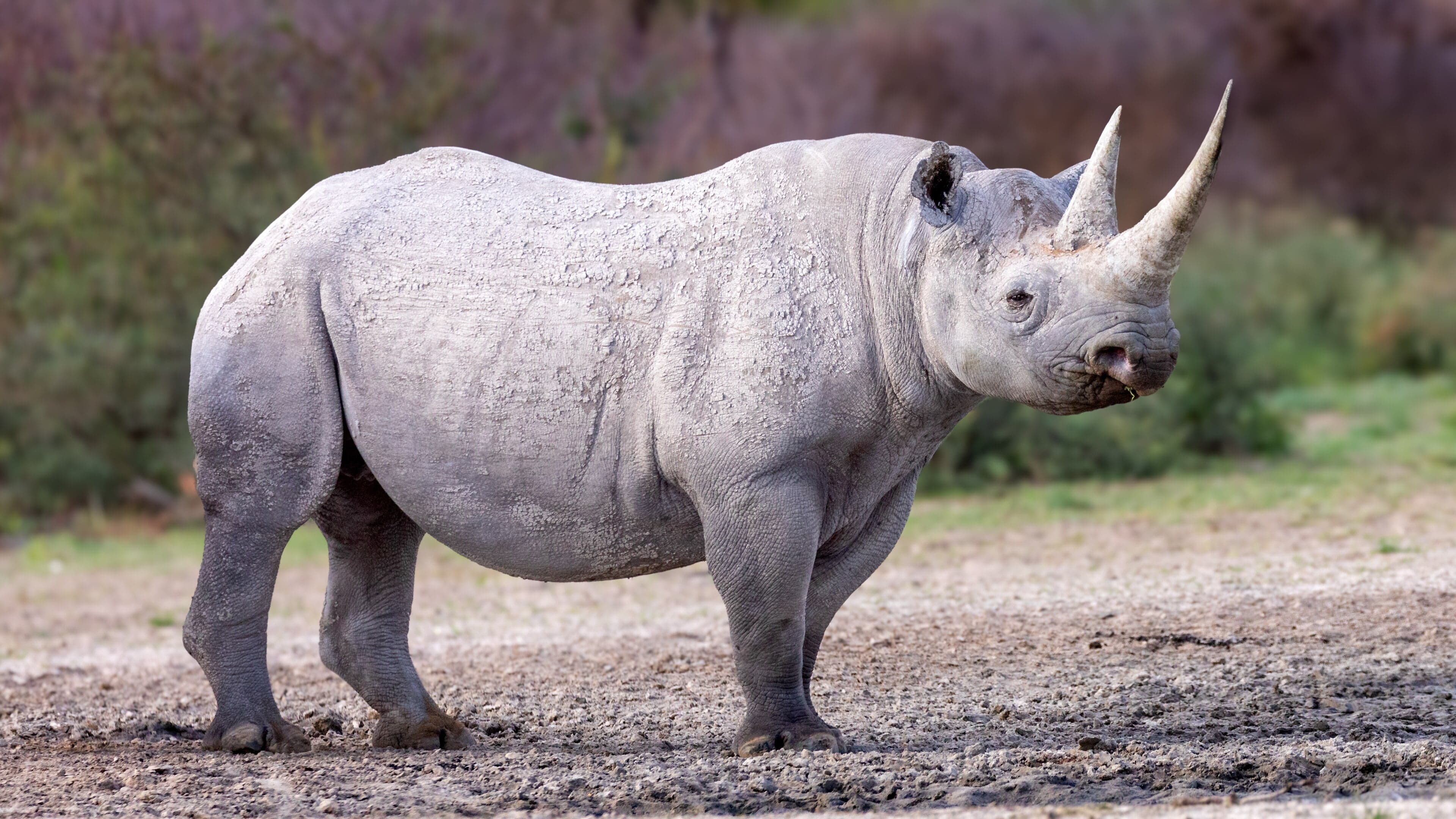 A black rhinoceros in the bushveld of Zimbabwe with an oxpecker bird on its back