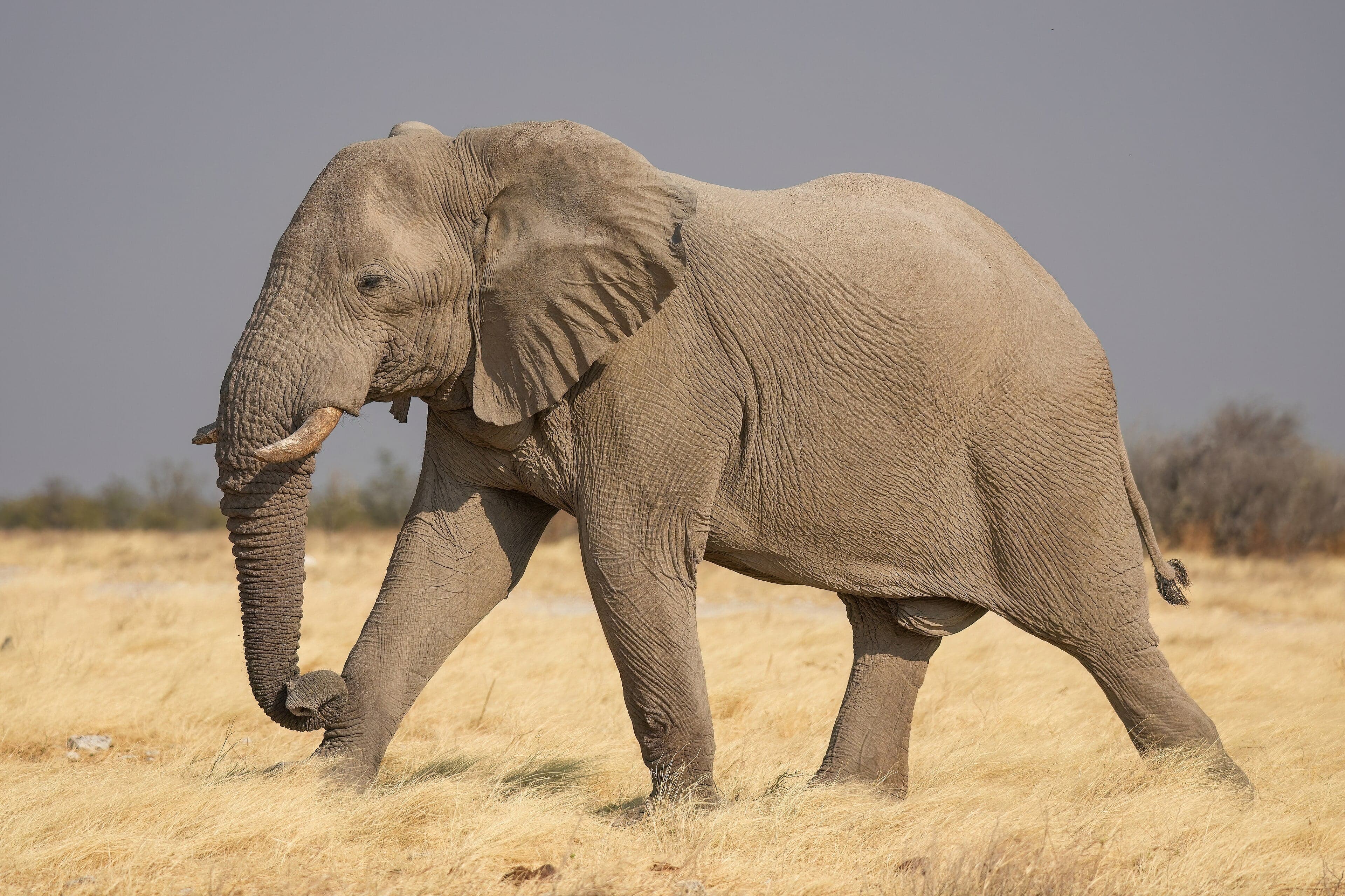 An elephant standing on its hind legs reaching for tall leaves at Mana Pools