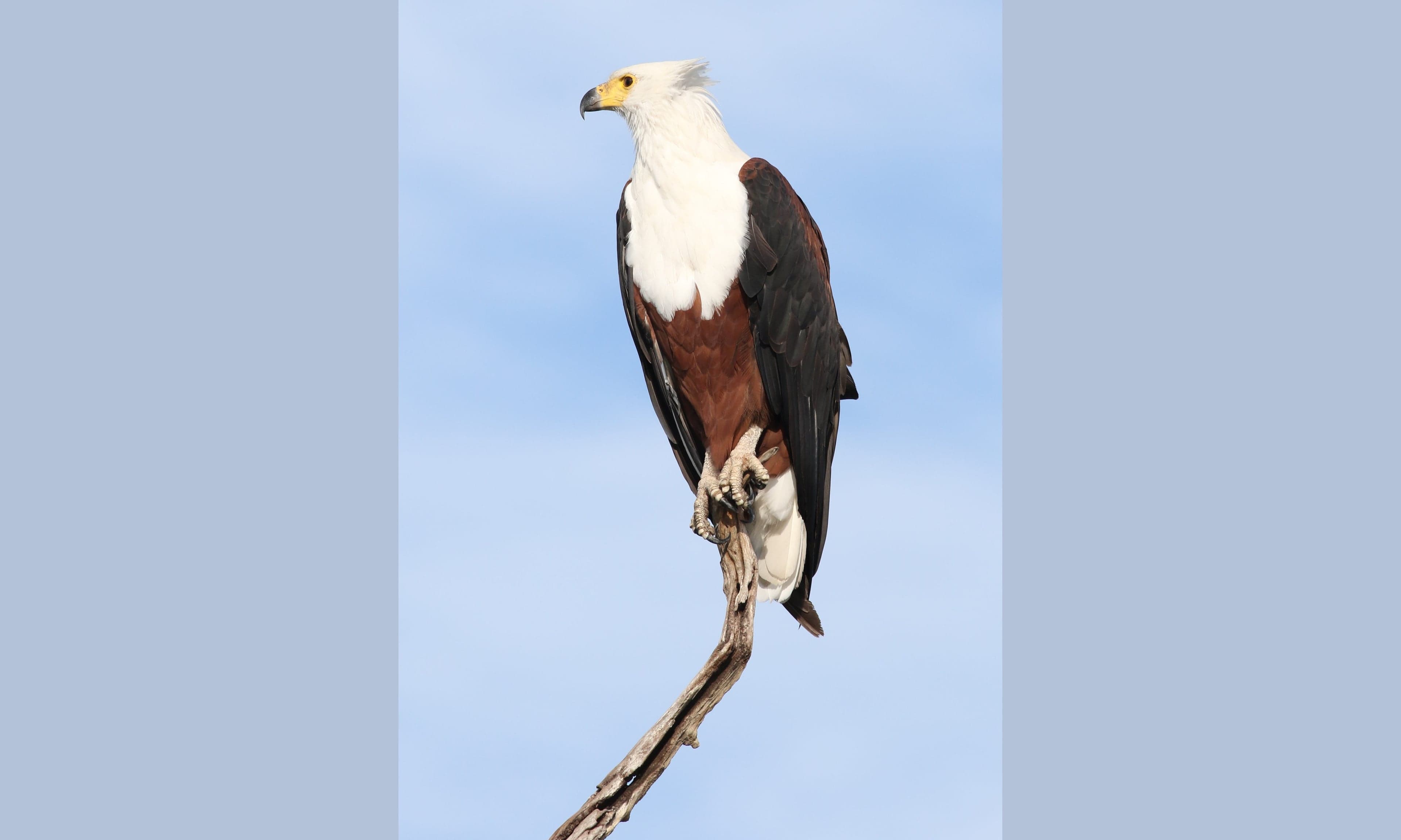 An African fish eagle perched on a branch above water with white head and chestnut body