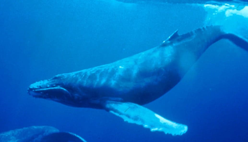 A humpback whale breaching out of deep blue Atlantic water near a Cape Verde island