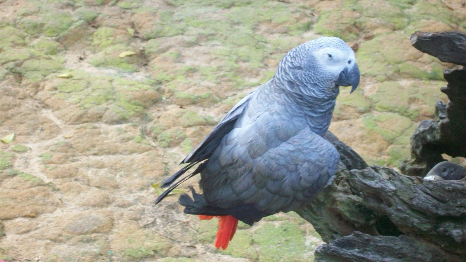 An African grey parrot perched in a tree, with a bright red tail