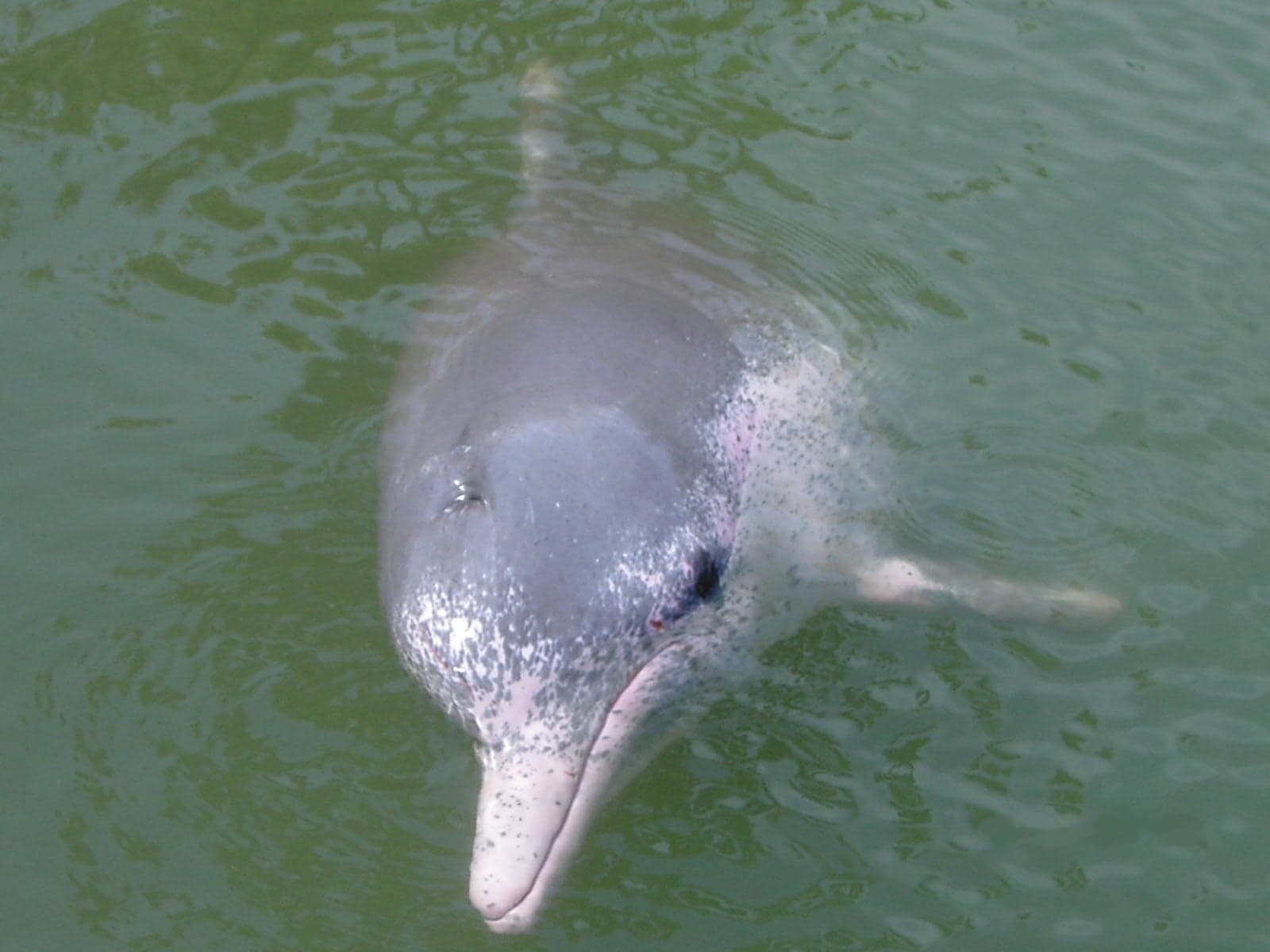 A pink Chinese white dolphin leaping out of the sea near Hong Kong