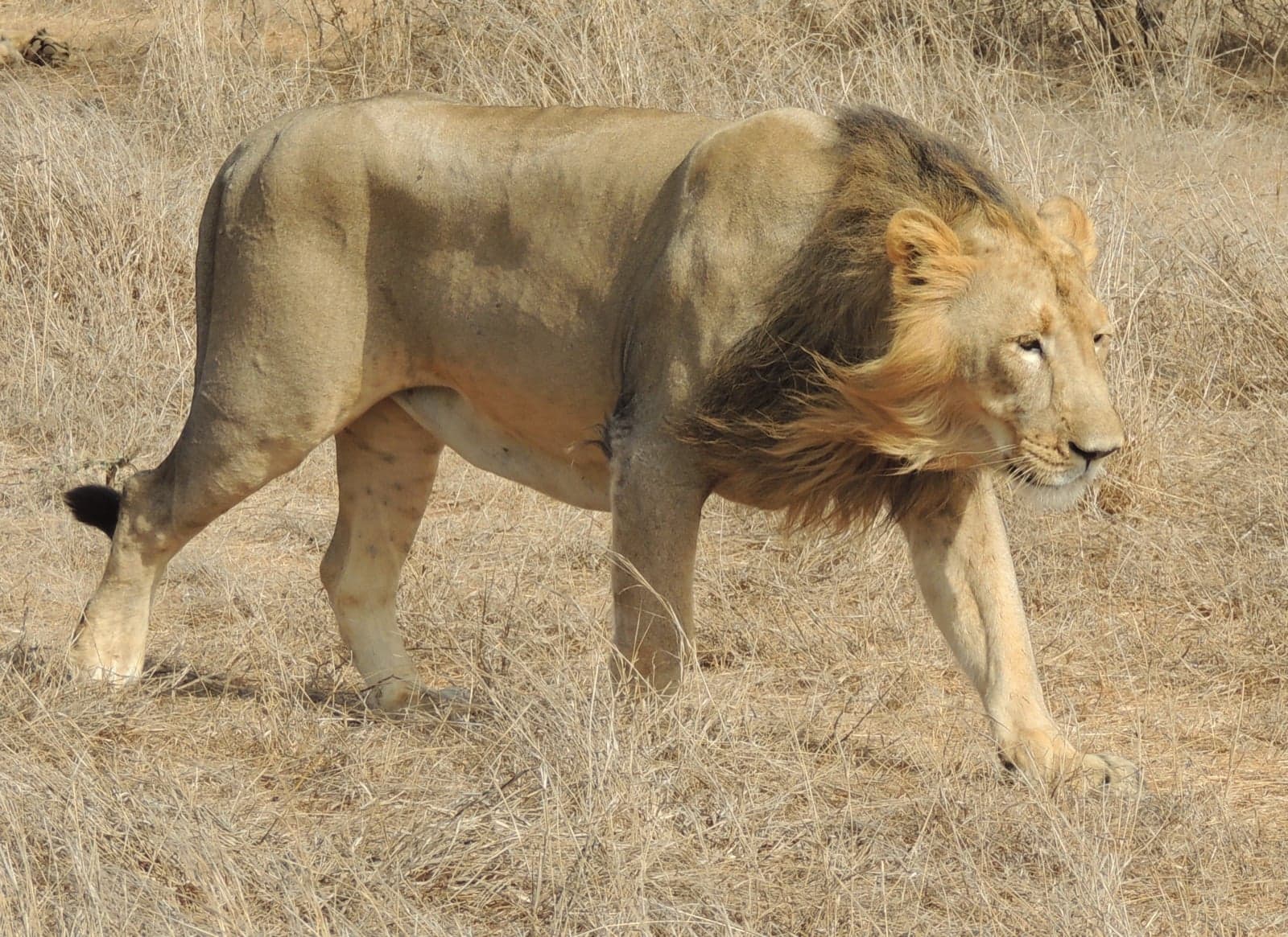 An Asiatic lion walking through the dry grass of Gir Forest in Gujarat
