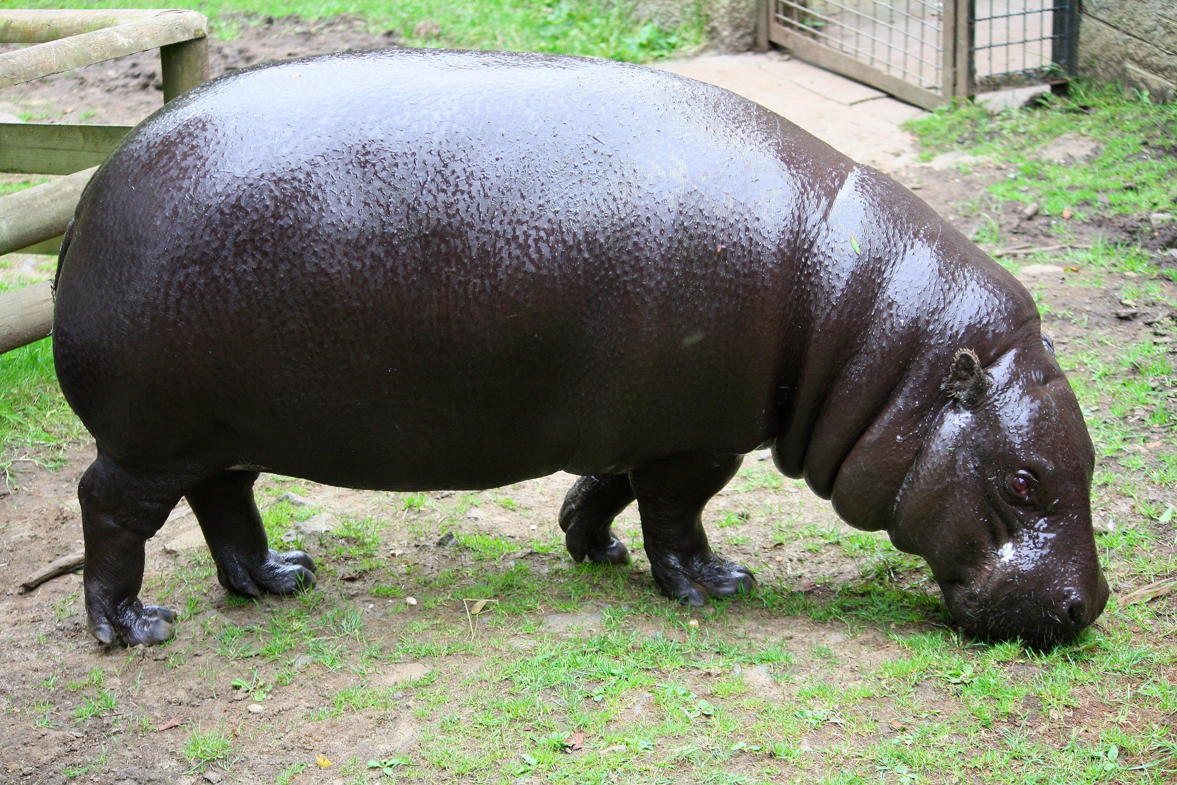 A pygmy hippopotamus standing beside a forest stream, showing its rounded barrel-shaped body