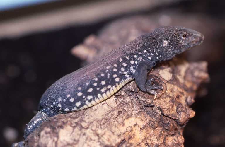 A slim brownish lizard with a very long tail basking on a warm rock in Saint Lucia