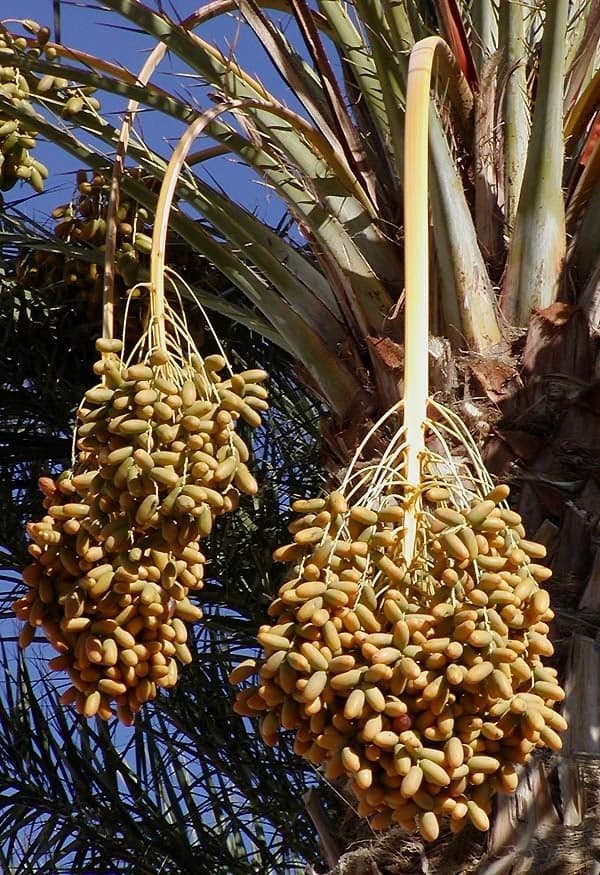 A bowl of plump Medjool dates with shiny brown skin