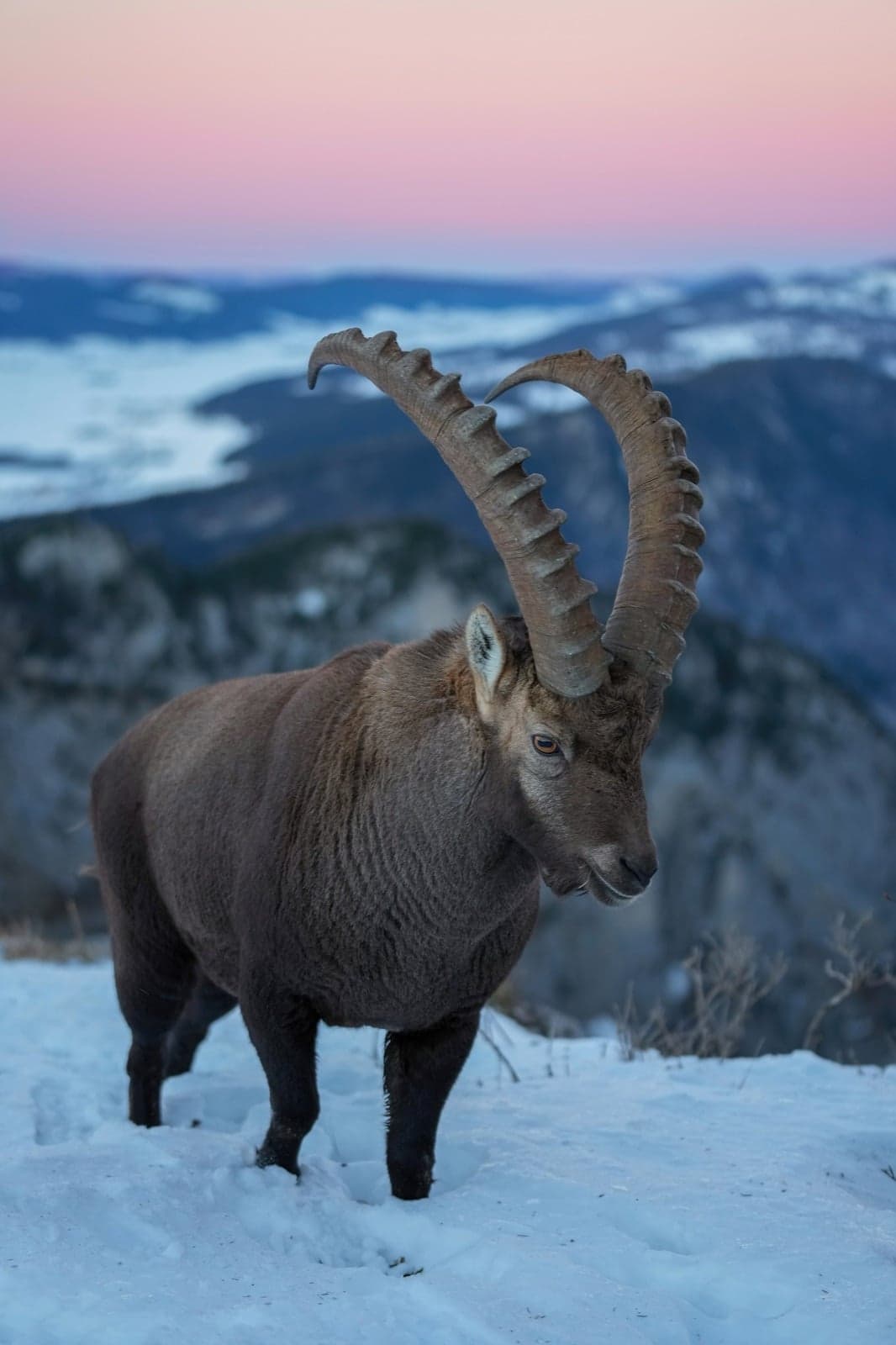 An Alpine ibex with huge curved horns standing on a rocky cliff